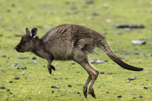 Kangur olbrzymi — Zdjęcie stockowe