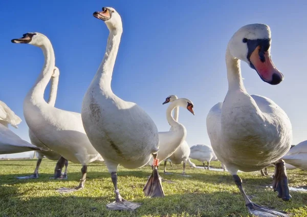 Cisnes en el campo con hierba — Foto de Stock