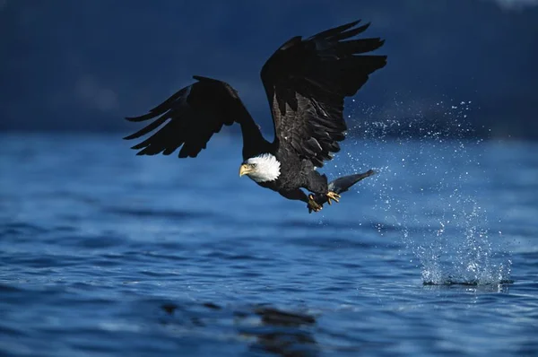 Bald Eagle In Flight — Stock Photo, Image