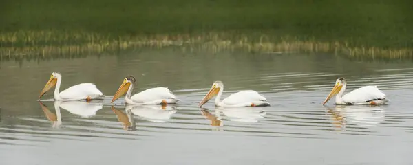 Pélicans blancs d'Amérique — Photo