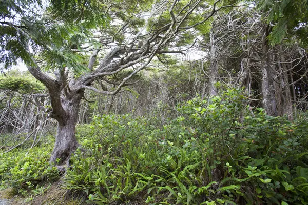 Scenérie podél Wild Pacific stezka — Stock fotografie