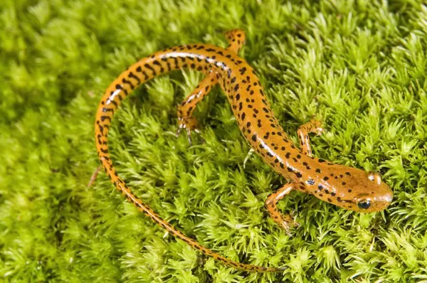Salamandra de cola larga sobre hierba verde —  Fotos de Stock