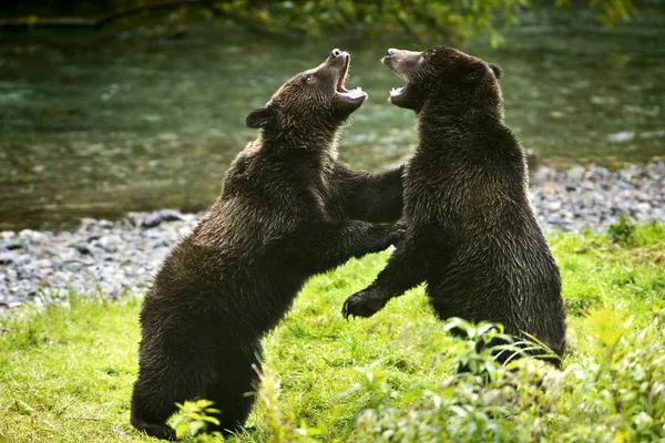 Dva medvědi Grizzly — Stock fotografie