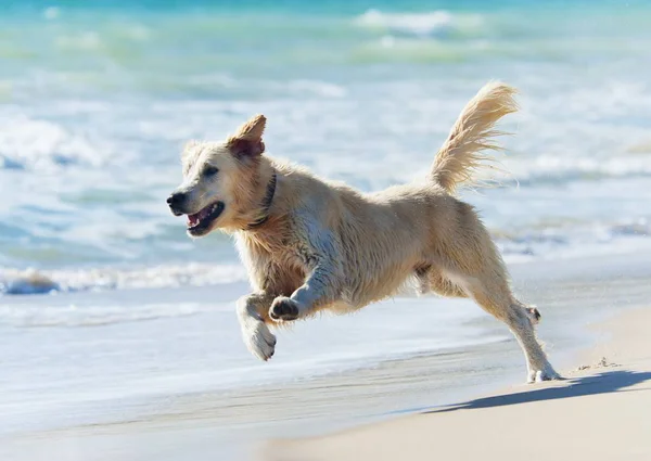 Dog Running Down Beach — Stock Photo, Image