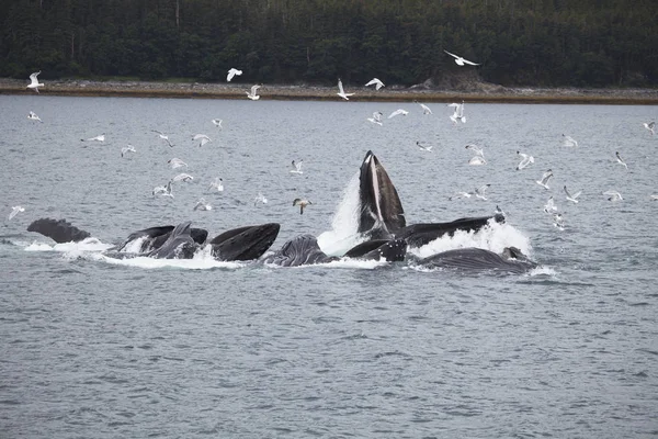 Kambur balinalar su yüzeyi — Stok fotoğraf