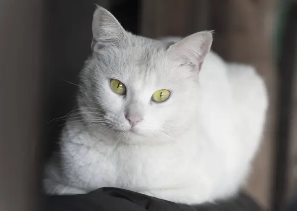 白猫の肖像画 — ストック写真
