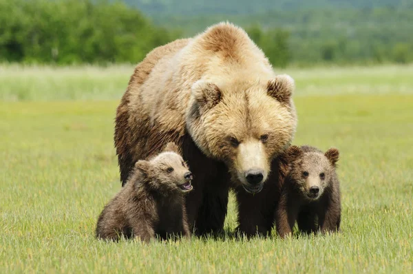 Hnědý medvěd grizzly — Stock fotografie