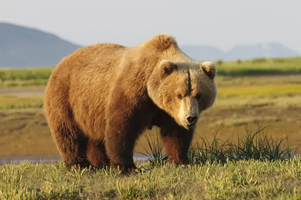 Kahverengi ayı — Stok fotoğraf