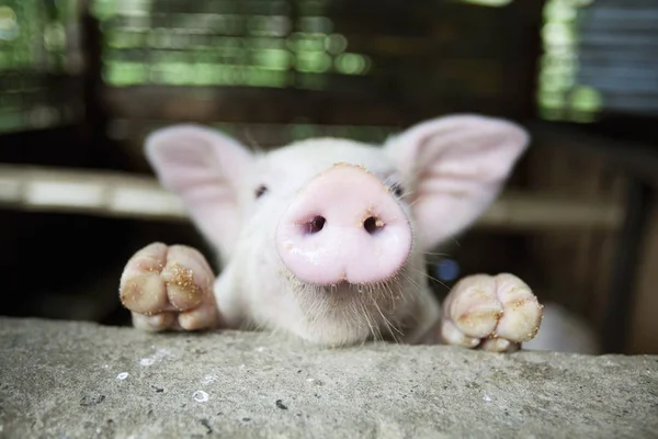 Baby kat In het Pen — Stockfoto