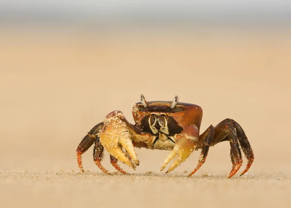 Ghost Crab standing On Beach — Stock Photo, Image
