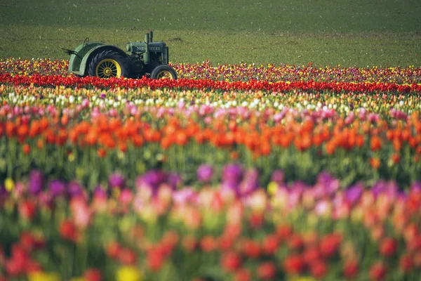Tractor In Tulip Field — Stock Photo, Image