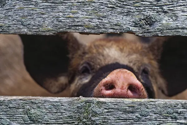 Cerdo hocico a través de valla —  Fotos de Stock