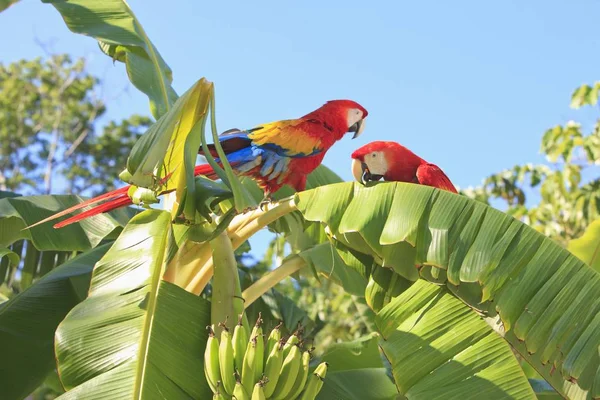 Scarlet Macaws Sitting Together Palm Tree Wild Nature — Stock Photo, Image