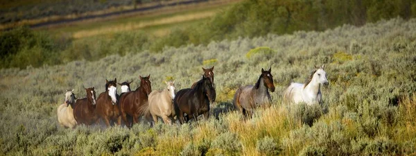 Cavalos selvagens caminhando — Fotografia de Stock