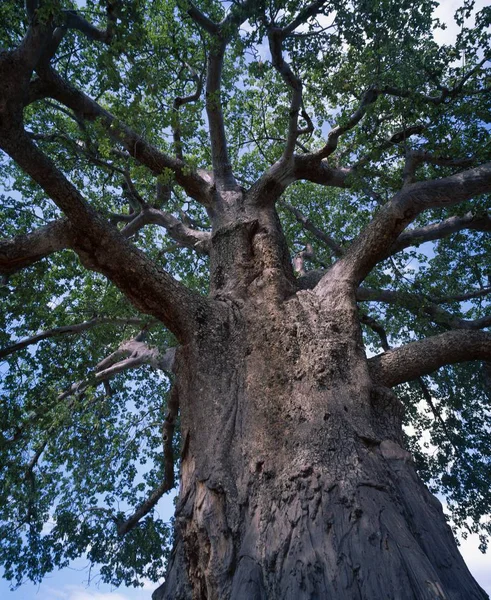 Árvore grande e céu azul — Fotografia de Stock