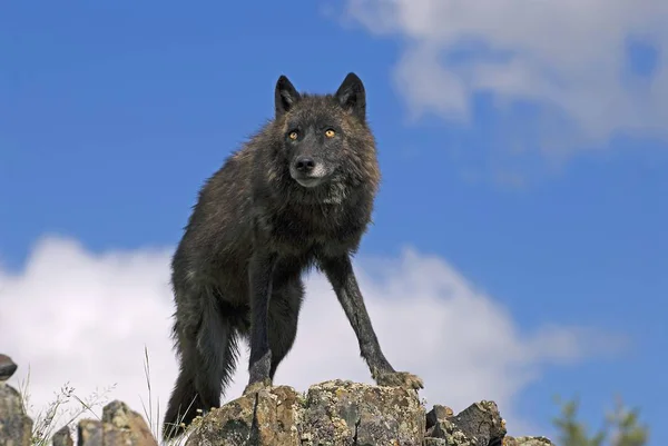 Black Wolf på ås — Stockfoto