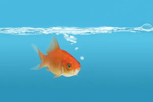 金魚 (キンギョ) — ストック写真