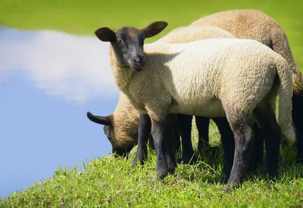 Three Lambs grazing — Stock Photo, Image