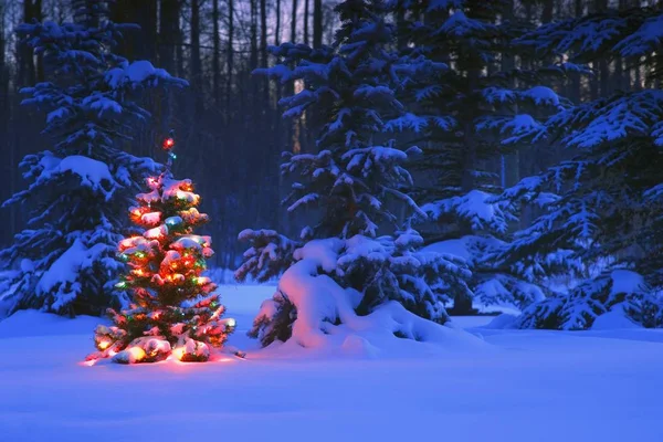 Albero di Natale nella foresta — Foto Stock