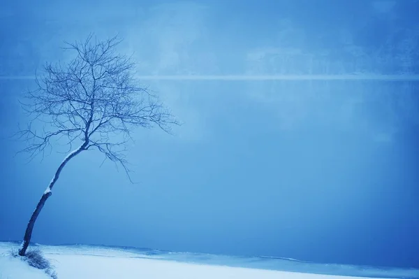 Samotne drzewo na śniegu — Zdjęcie stockowe