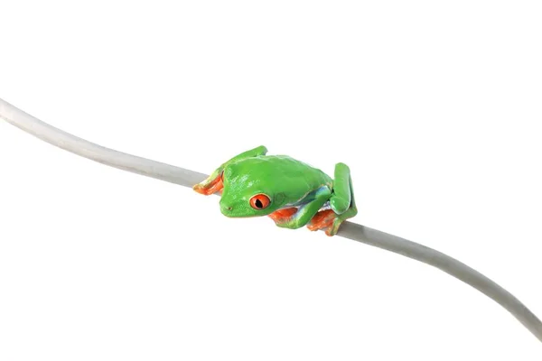 Sedí žába na větvičku — Stock fotografie