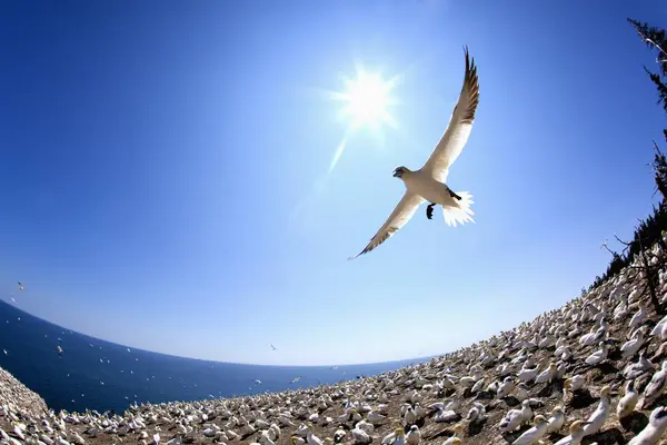 Gannet Flying over stones — Stock Photo, Image