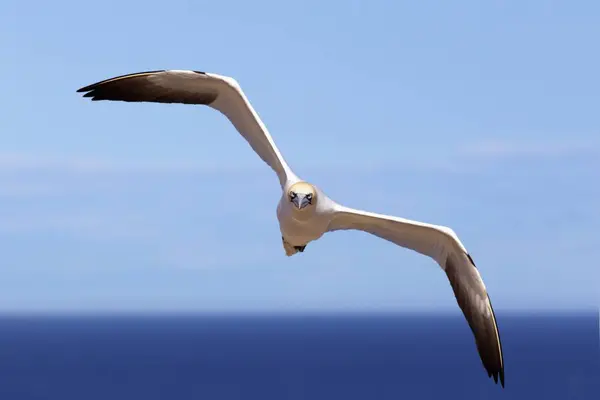 Gannet Flying Over Water — Stock Photo, Image