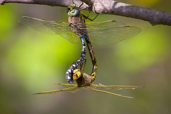 View Two Dragonflies Twig — Stock Photo, Image