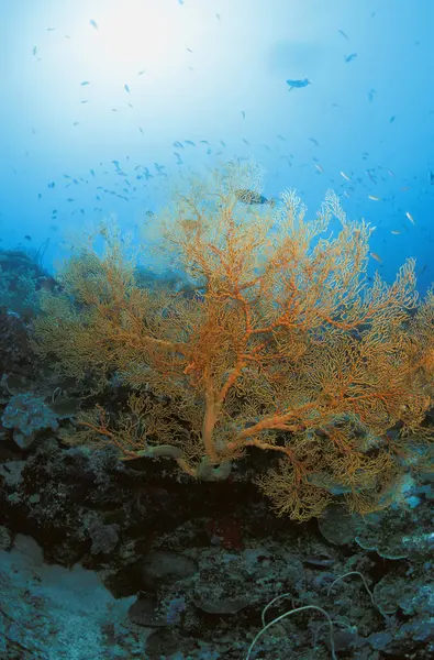 Yellow Coral plant on reef — Stock Photo, Image