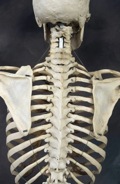 Human Skeleton Back Black Background — Stock Photo, Image