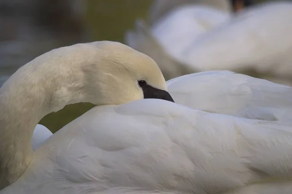 Swan Preening venku — Stock fotografie