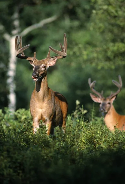 Animale în sălbăticie în pădure — Fotografie, imagine de stoc