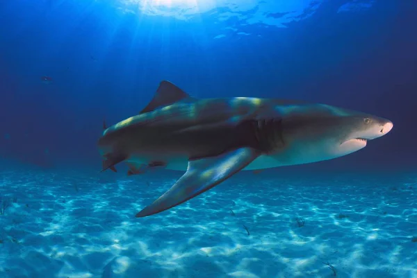 Requin citron sous l'eau — Photo