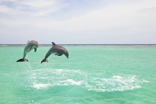 Bottlenose delfiny skoków w wodzie morskiej — Zdjęcie stockowe