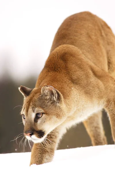 Cougar polowania na śniegu — Zdjęcie stockowe