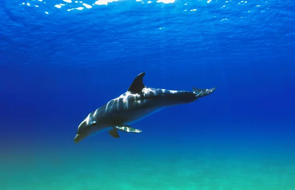 Tümmler schwimmen — Stockfoto