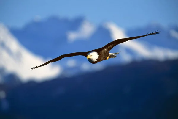 Bald Eagle vliegen in de lucht — Stockfoto