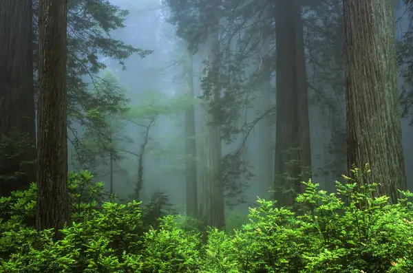 Early Morning In Forest — Stock Photo, Image