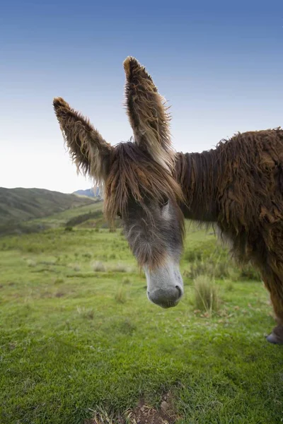 Burro con orejas grandes —  Fotos de Stock