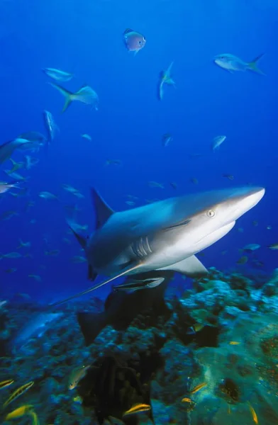 Καραϊβικής reef καρχαρίας — Φωτογραφία Αρχείου