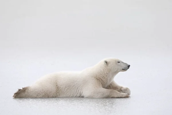 Polar Bear Laying — Stock Photo, Image