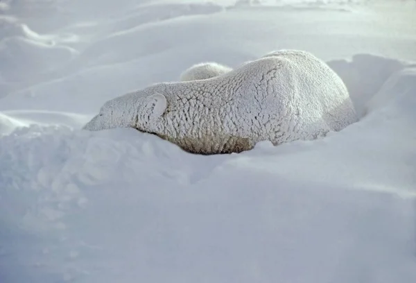 Белый медведь спит в снегу — стоковое фото