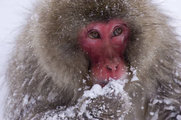 Macaco da neve comendo neve — Fotografia de Stock