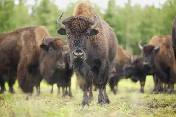 Troupeau de bisons debout sur l'herbe verte — Photo