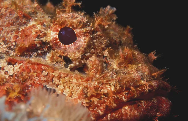 Fischkopf unter Wasser — Stockfoto