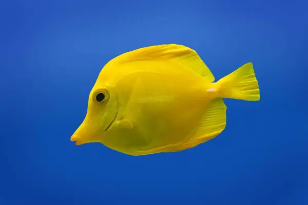 Yellow Fish swimming — Stock Photo, Image
