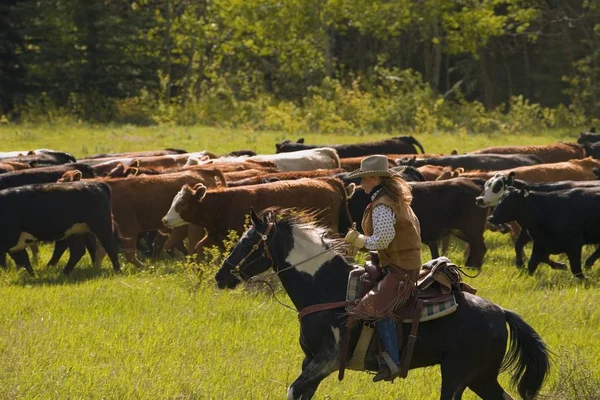 Rancher Herding Cattle — Stock Photo, Image