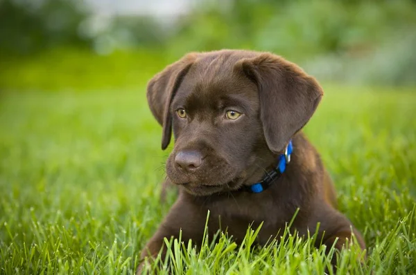 Labrador Retriever laying  outdoors — Stock Photo, Image