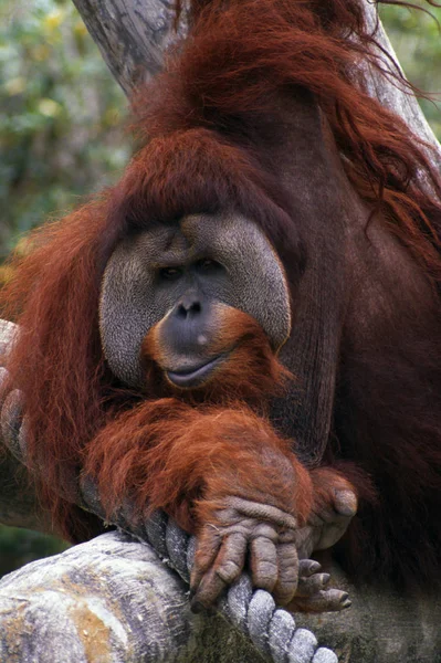 Orangutan na zewnątrz w ciągu dnia — Zdjęcie stockowe