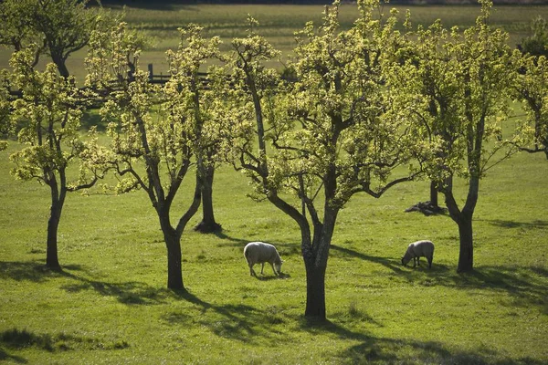 Pecore al pascolo su erba verde — Foto Stock